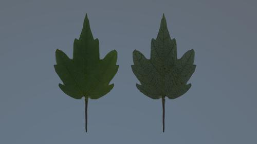 Florida Maple Leaf (Acer Floridanium) preview image